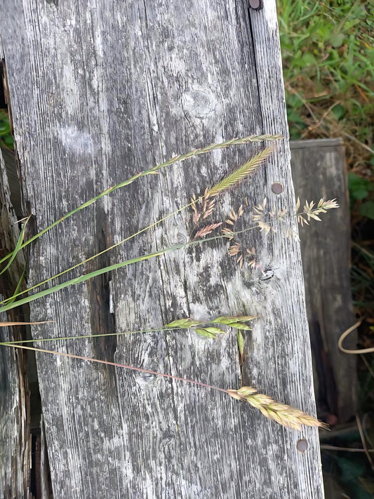 Beyond the Green Stuff: Why Varied Grasses Are Good for Your Horse's Gut & Hooves!