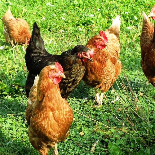 Cluck, Cluck, Hooray! Your Guide to Keeping Chickens in the UK