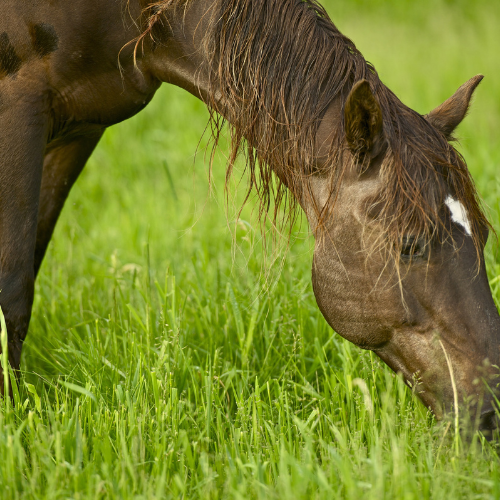 The Importance of Feeding Fibre